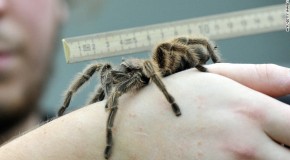 Attaques mortelles d’araignées en Inde