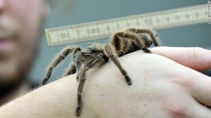 120604075301 tarantula india story top 300x168 Attaques mortelles daraignées en Inde