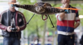 Il empaille son chat et le transforme en hélicoptère