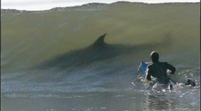 Un surfeur dévoré sauvagement par un requin