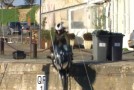 Un testeur de Moto Journal chute dans le port de Saint-Martin-de-Ré