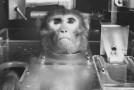 L’Iran envoie un singe dans l’espace