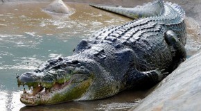 « Lolong », le crocodile géant mangeur d’hommes est mort aux Philippines