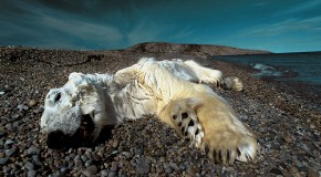 Le commerce de l’ours blanc est toujours légal