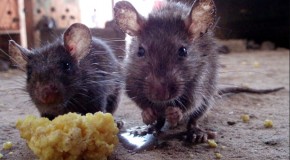 Un nouveau scandale alimentaire pour la Chine?