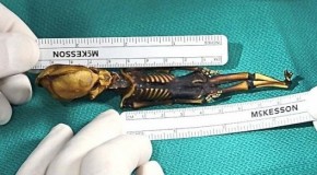 Alien: le squelette miniature d’Ata intrigue les ufologues